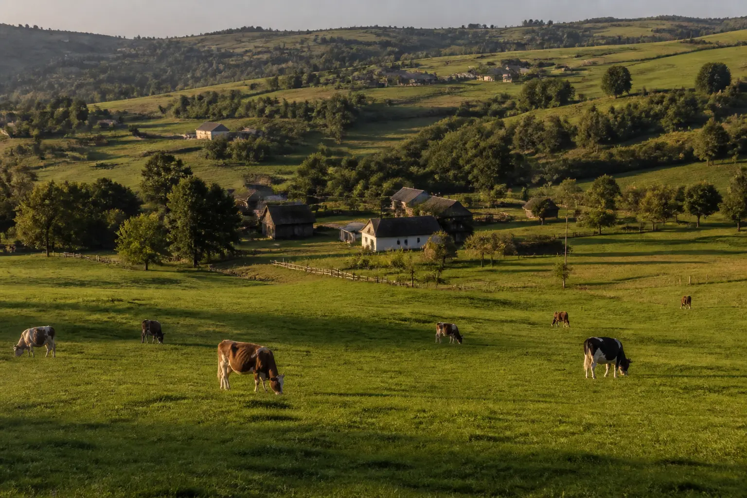Корови на пасовищі серед пагорбів